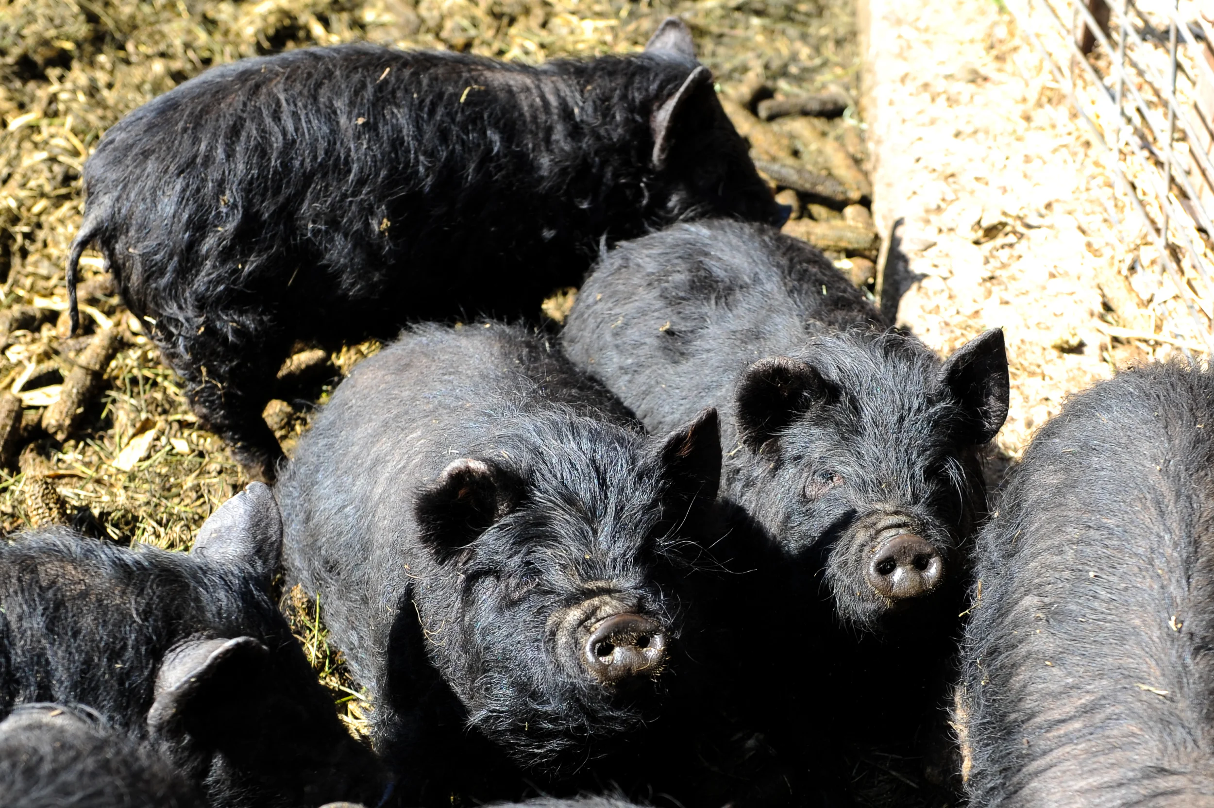 Group of small black pigs huddled together in a straw-covered pen, soft golden straw tones