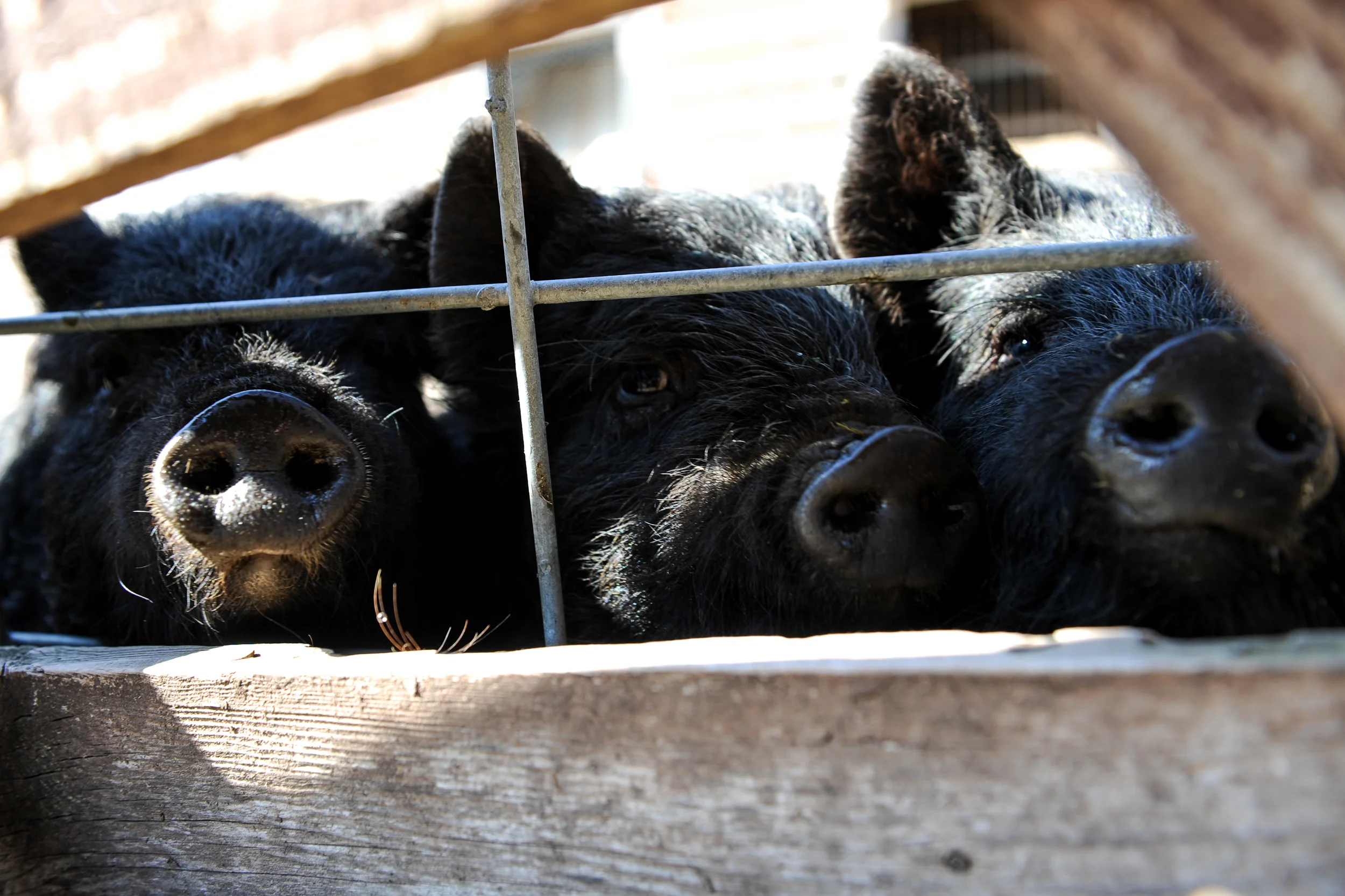 Close-up of three dark-furred pigs poking their snouts through a wooden and wire fence, brown and earthy tones