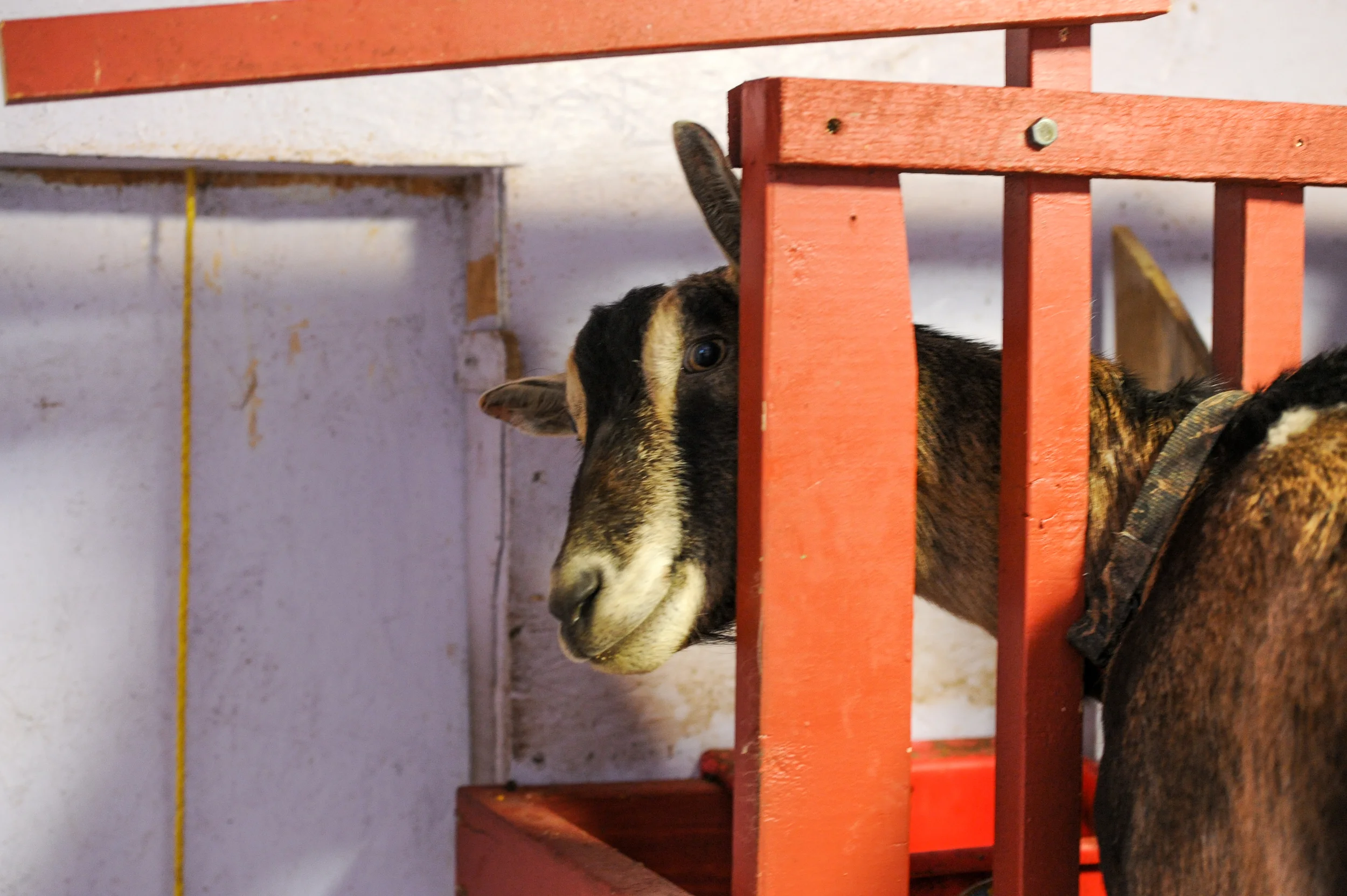 A brown and white goat looking through a red wooden fence structure indoors, warm rustic tones