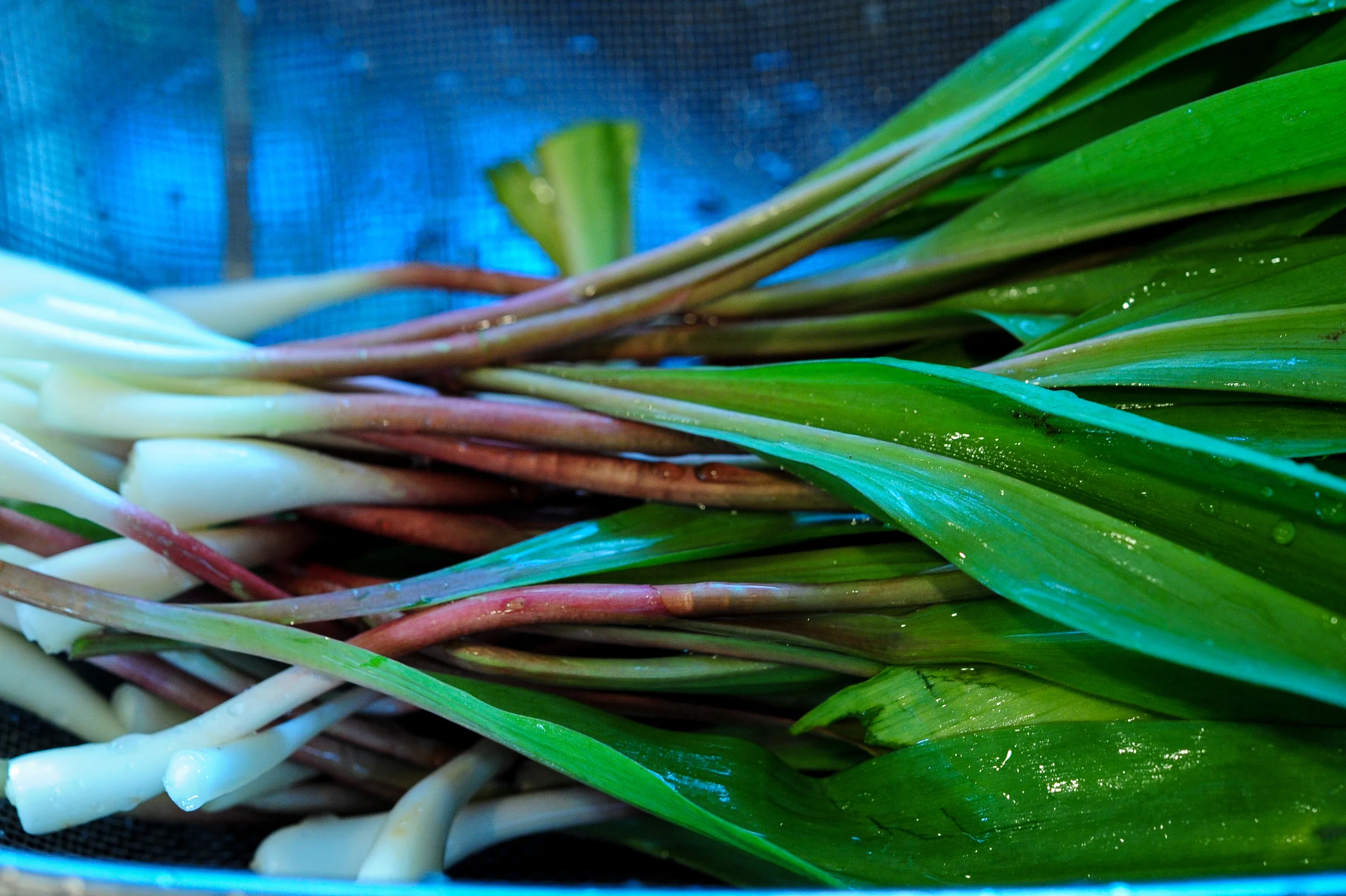 Close-up of fresh green leafy vegetables with reddish stems arranged in a container, bright natural tones