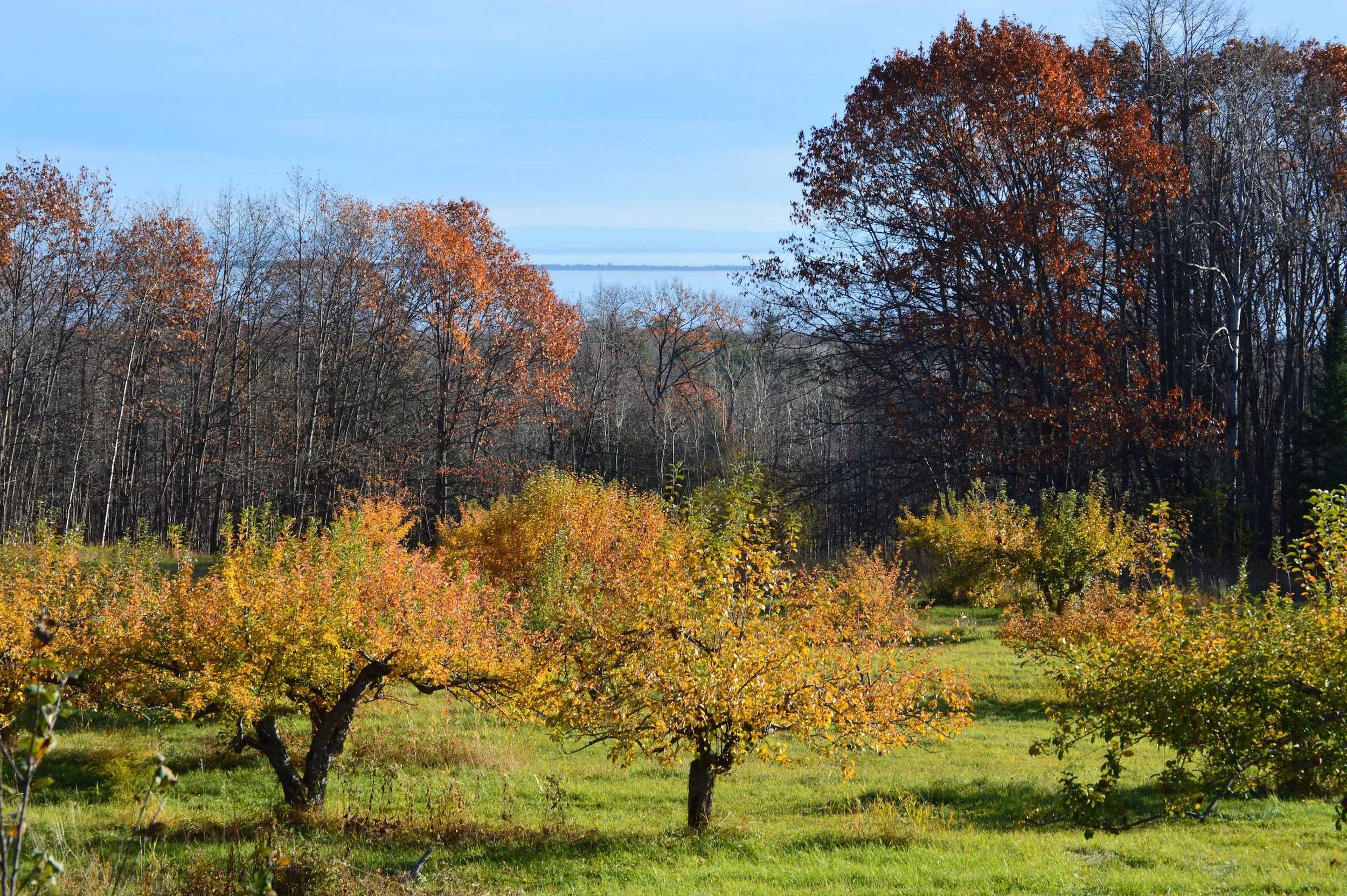 Wide view of an orchard with orange and yellow autumn trees, green grass, and a calm lake visible in the distance, warm rural mood