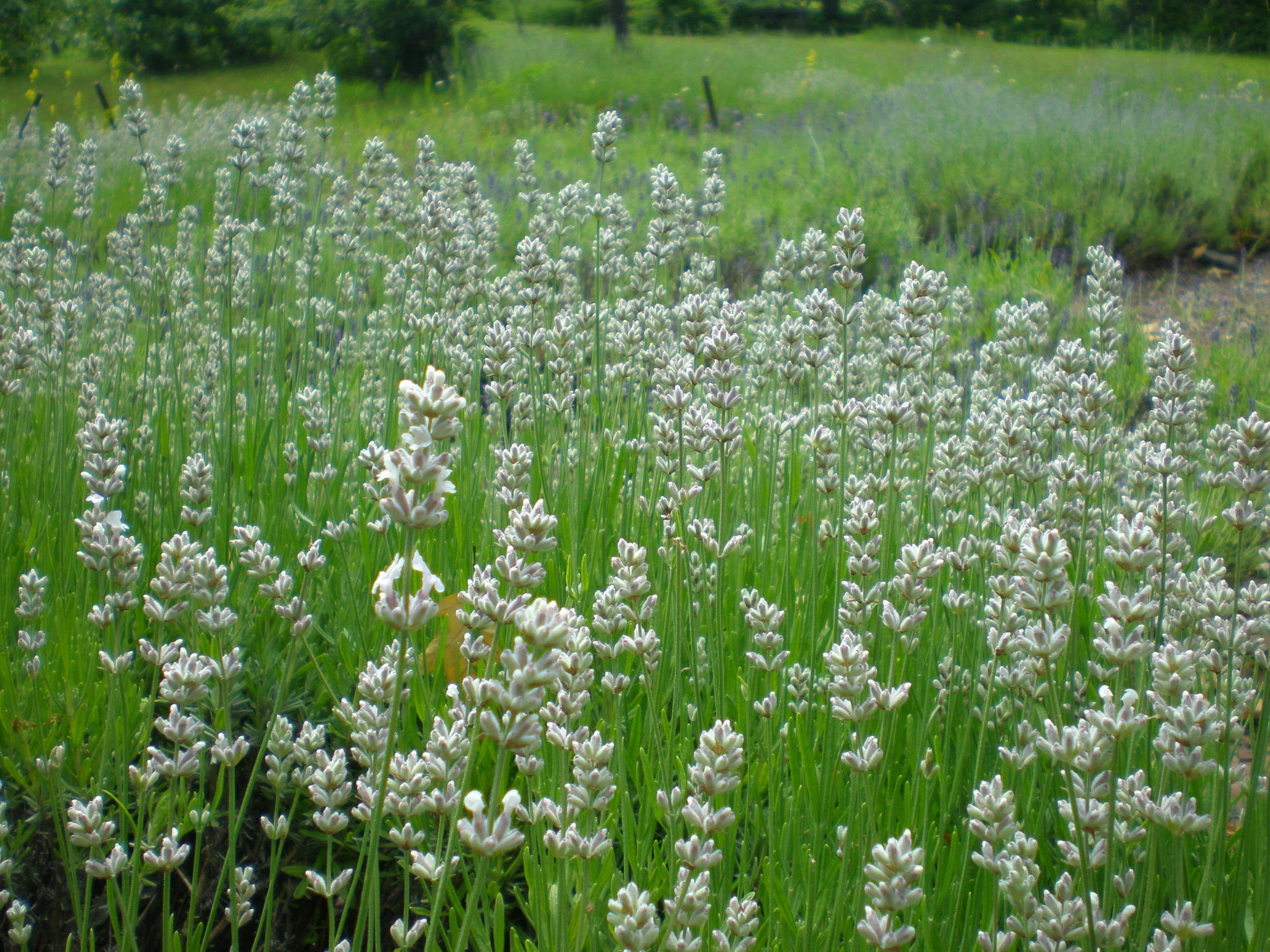 Field of pale purple and white flowering lavender plants with green grass and trees in the background, calm rural atmosphere