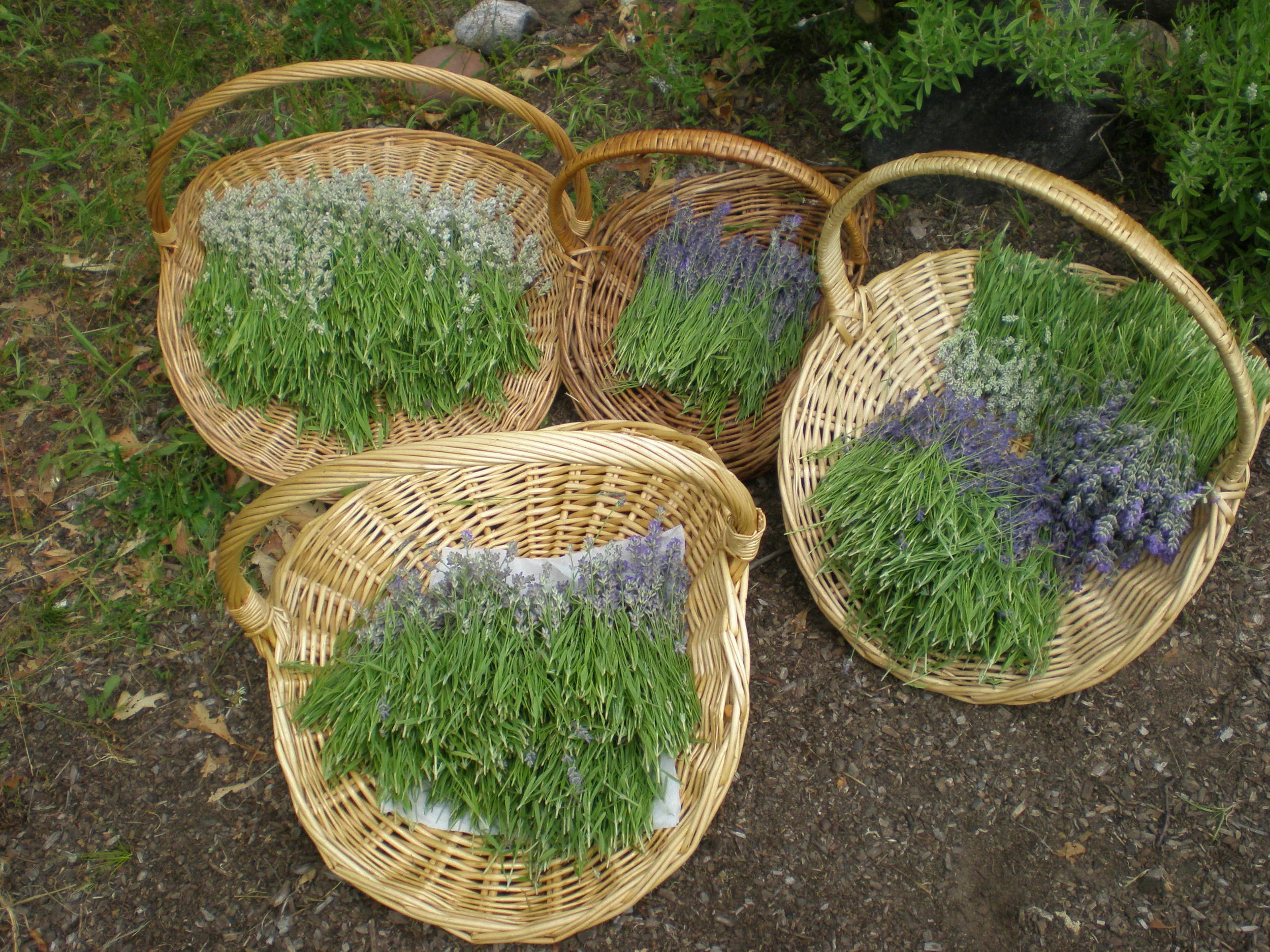 Four wicker baskets filled with freshly cut lavender and herb stems resting on the ground, green and purple tones, rustic rural mood