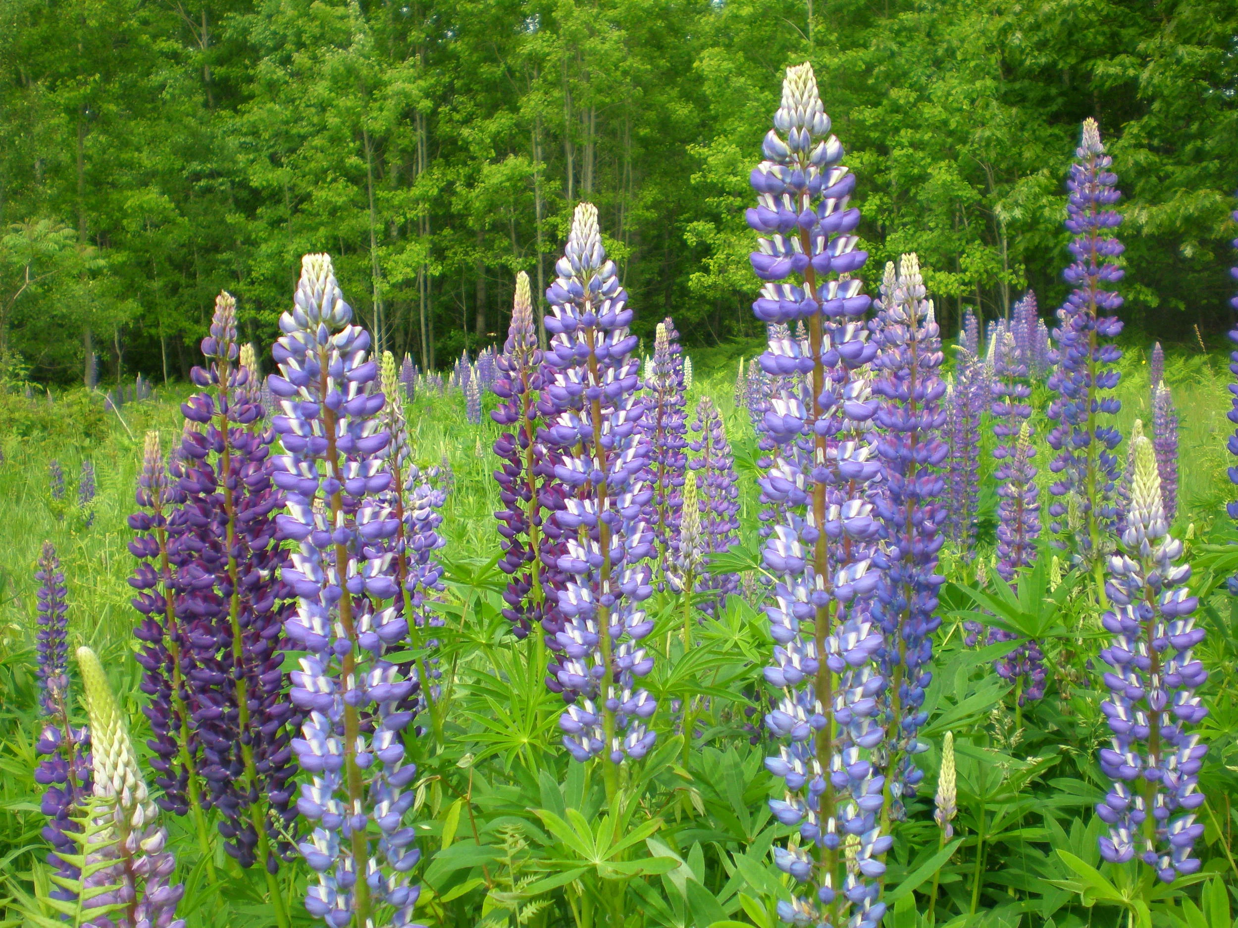 Field of tall purple and white lupine flowers with a green forest backdrop, vivid and natural rural scene